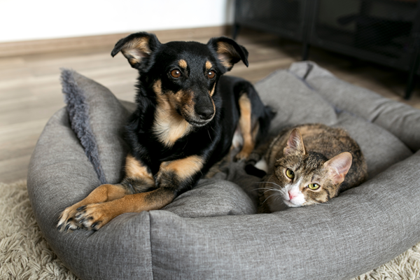 image for World Rabies Day: What Every Dog and Cat Owner Should Know