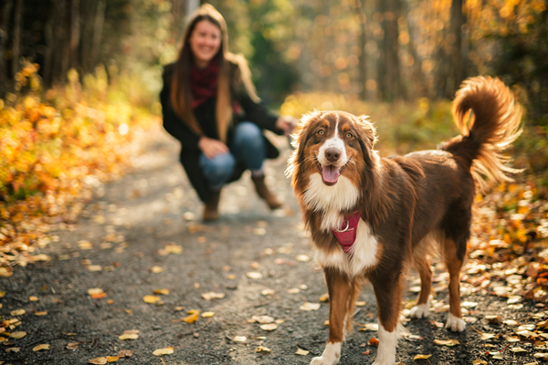 image for Capturing the Perfect Pet Portrait in Fall’s Golden Glow