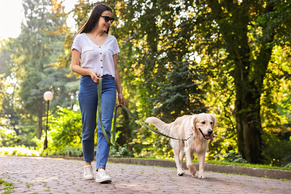 image for National Walk your Dog (or Cat) Week: Cat versus Dog Perspectives