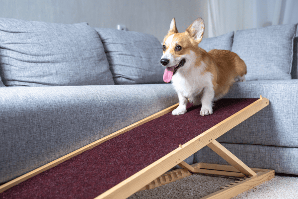 image for Understanding Functional Mobility in Dogs and Cats with Arthritis