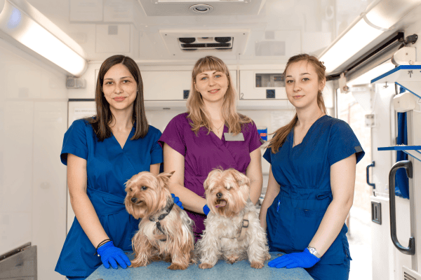 image for More Expertise, More Support: Why Your Pet Benefits from Credentialed Veterinary Technicians
